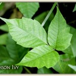 poison-ivy-plant-11